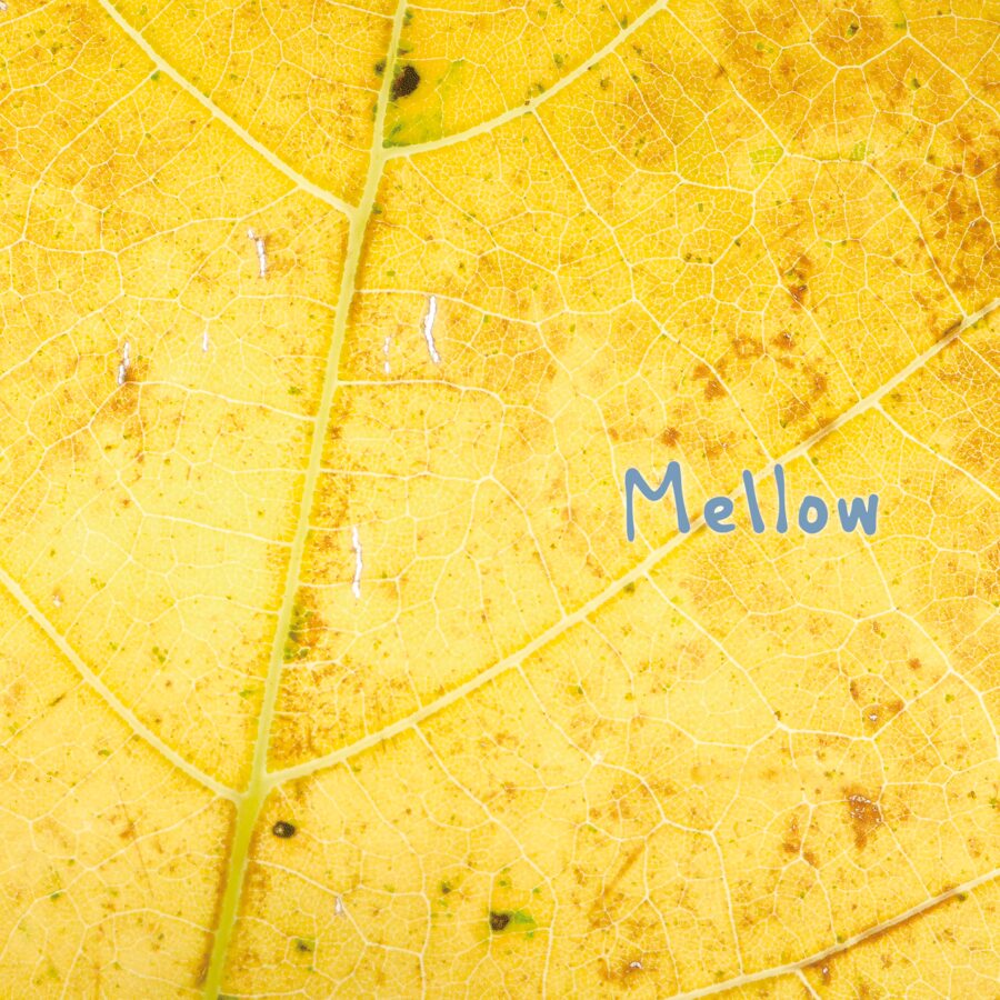 Album cover: macro photograph of a yellow leaf with the hand-lettered title Mellow