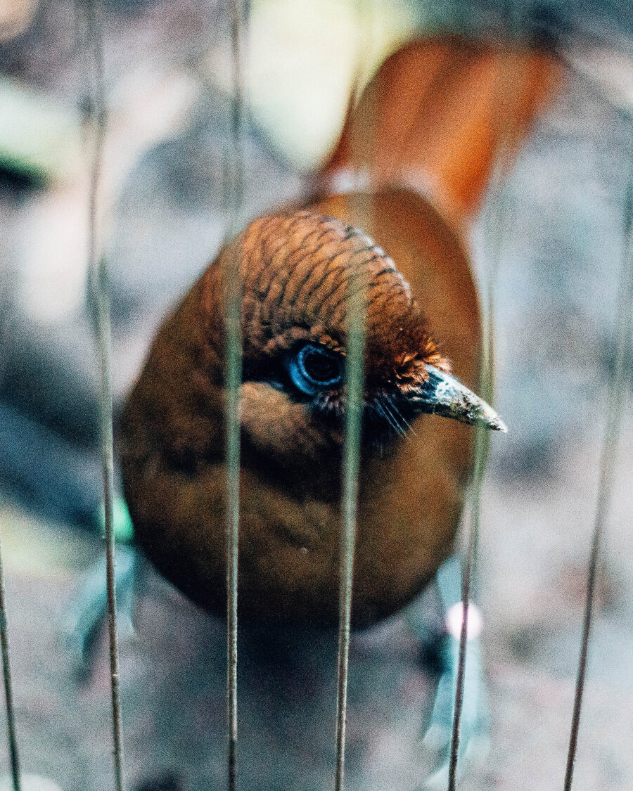 A golden pheasant photographed close-up through the vertical bars of its cage