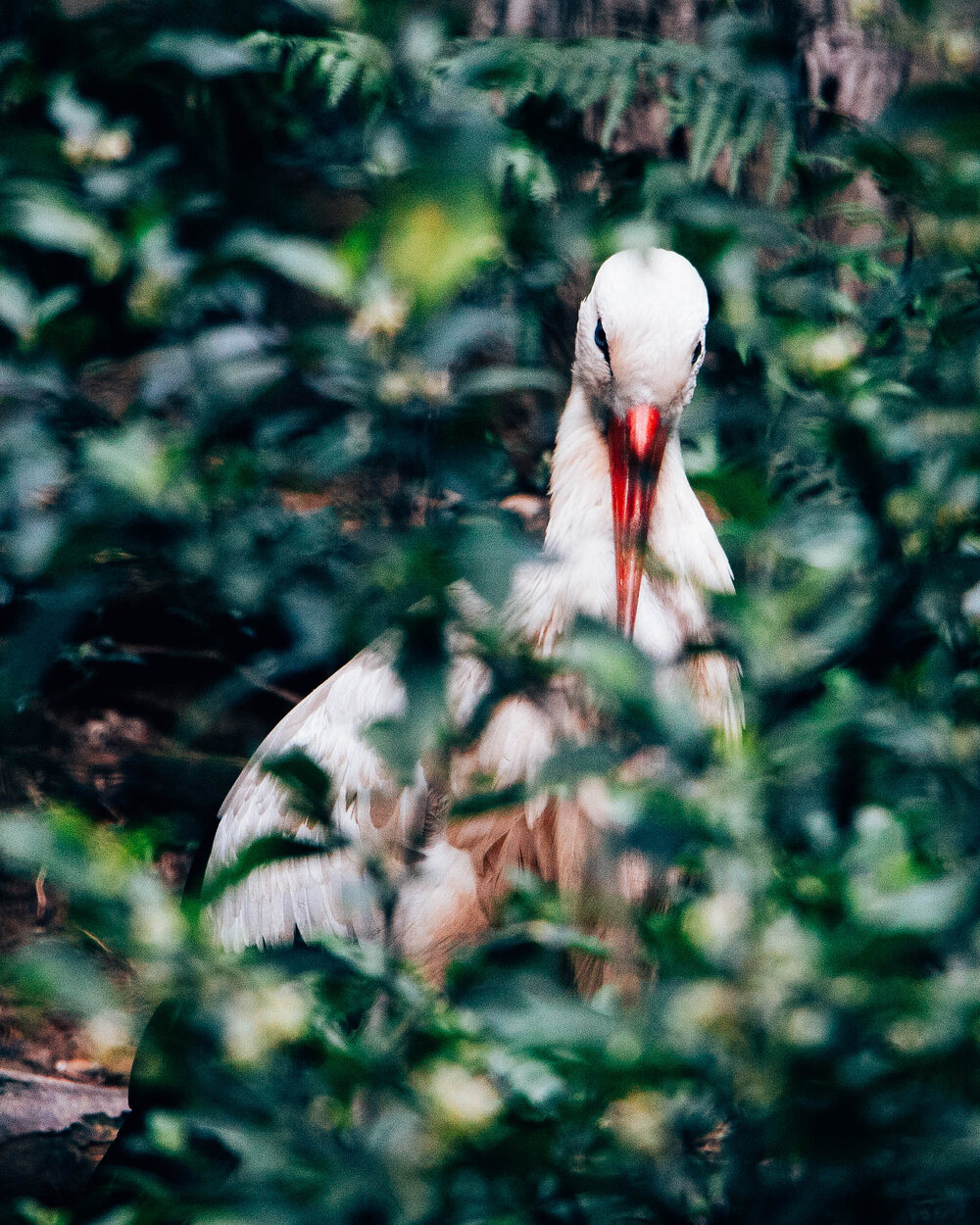 A stork peering through dense foliage, making direct eye contact with the camera
