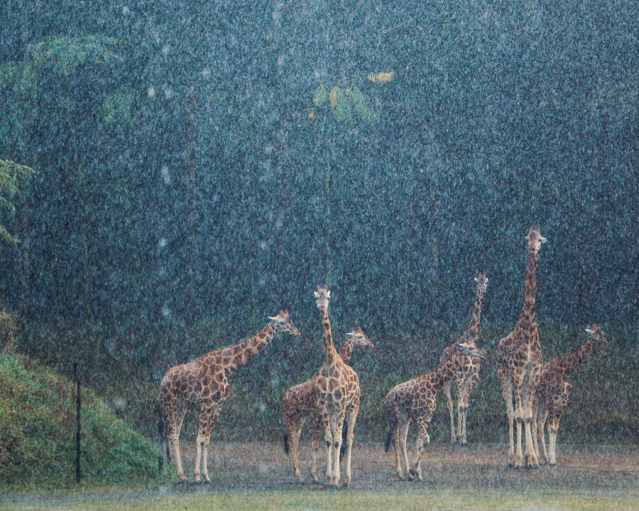 Four giraffes standing together in an open enclosure in heavy rain