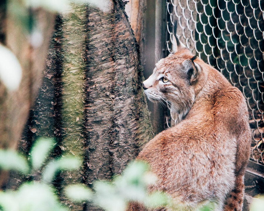 A lynx sitting behind chain-link fencing, looking away from the camera
