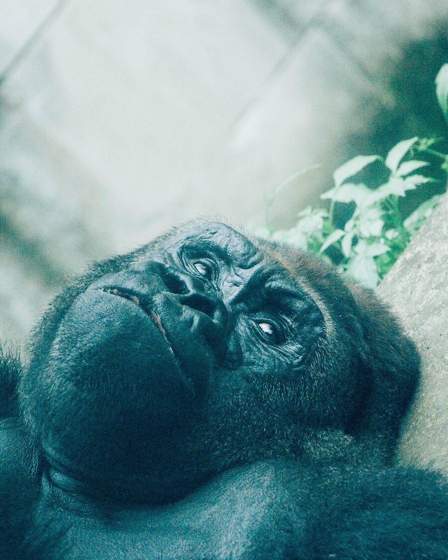 Close portrait of a silverback gorilla resting its chin on its hand, looking directly at the camera through glass